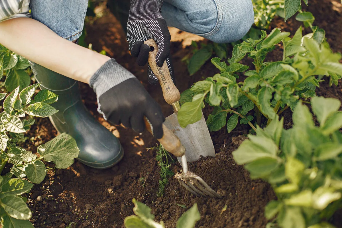 Behandschuhte Hände bei der Gartenarbeit mit Spaten und Harke